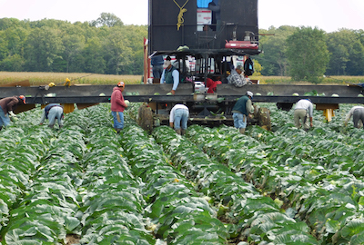 an image of workers harvesting a field crop