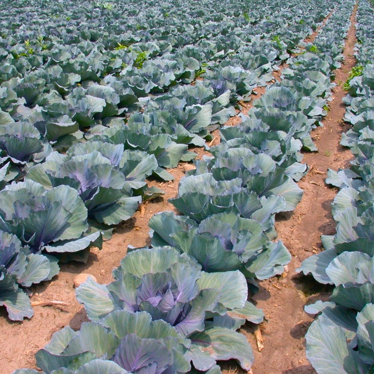 a beautiful green field of cabbages