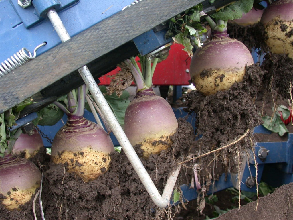 Rutabaga being harvested