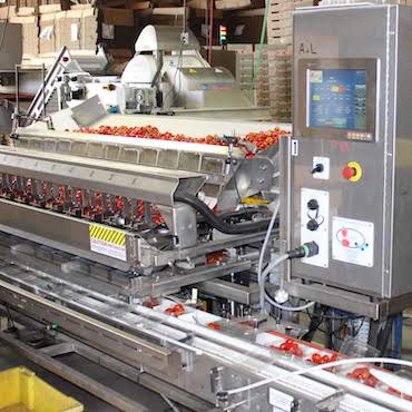 a grape tomato packing machine