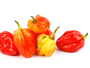 Habanero Pepper