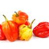 Habanero Pepper