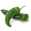 Anaheim Chile Pepper