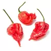 Scorpion Pepper 