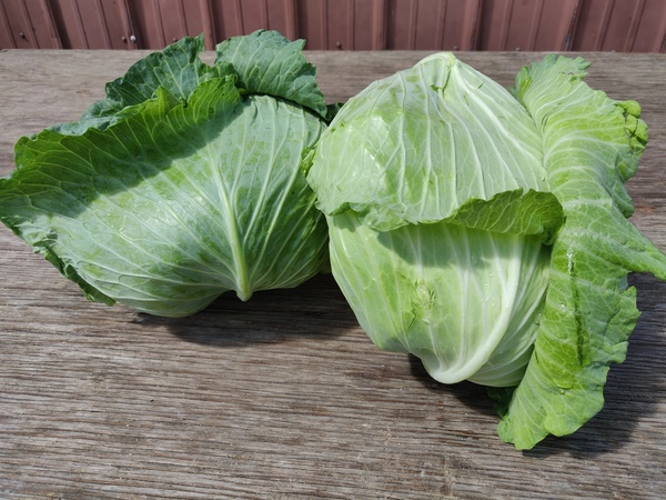 Korean Cabbage
