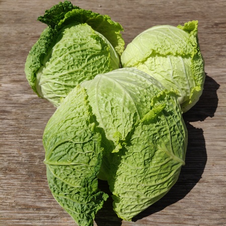 Savoy Cabbage
