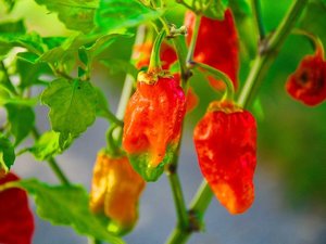 Ghost Pepper
