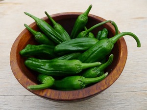 Shishito Pepper