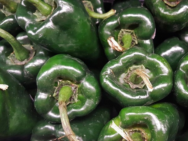 Poblano Pepper
