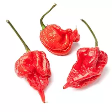 Scorpion Pepper 
