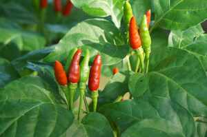 Green Thai Chile Pepper 