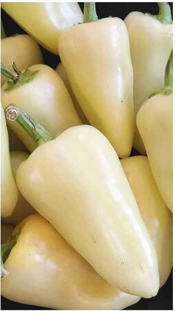Caribe Pepper 