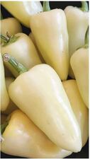 Caribe Pepper 