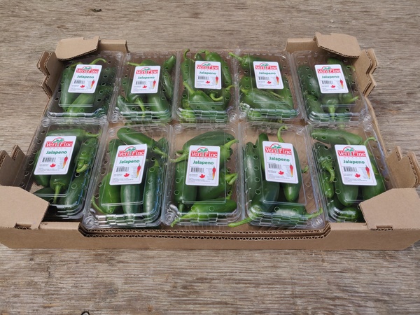 Jalapeño Pepper