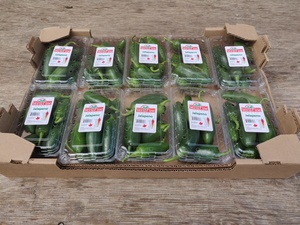 Jalapeño Pepper