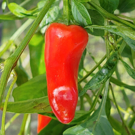 Fresno Pepper
