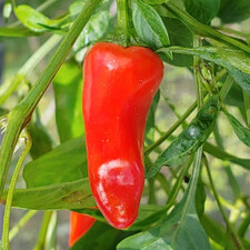 Fresno Pepper
