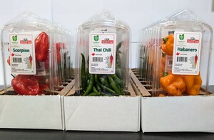 Habanero Pepper