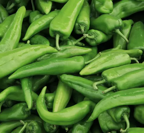 Anaheim Chile Pepper