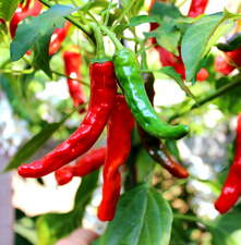 Anaheim Chile Pepper